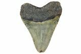 Fossil Megalodon Tooth - North Carolina #364983-1